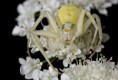 /album/galleria-2/crab-spider-1-jpg/